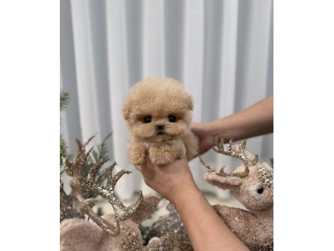 Kore kan maltipoo bebeklerim