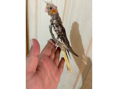 40 günlük el besleme bebek sultan papağanı
