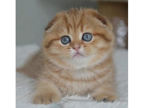 Portakal rengi ny24 scottish fold