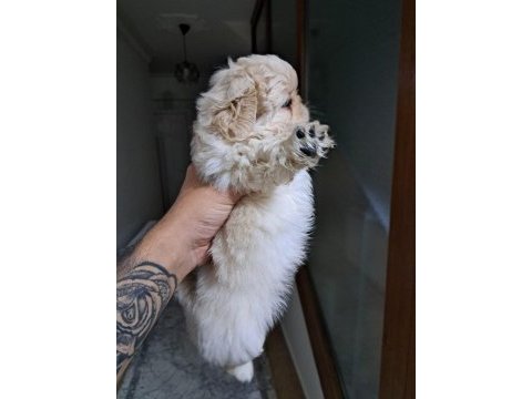 Pekinez köpeğimizi sahiplendirme
