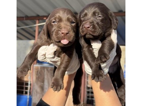 Labrador redriever sevimli yavrular