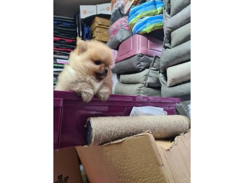 Üst düzey pomeranian boo bebekler