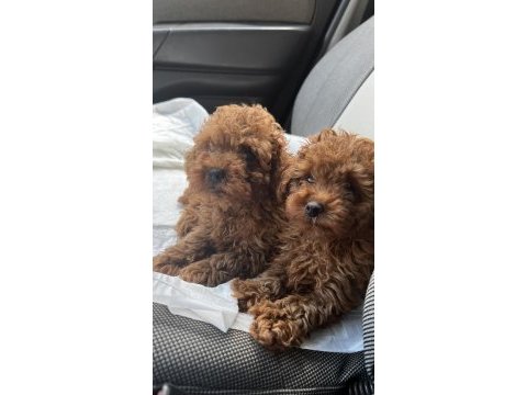 Toy poodle yavrular