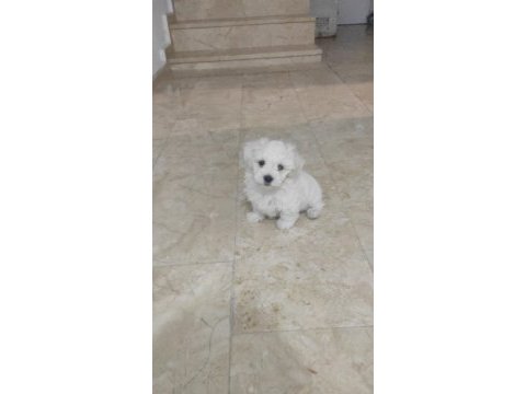 Pamuk gibi çok tatlı ev köpeği