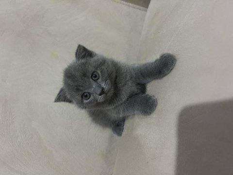 Güzel yavru kedilerimize yuva