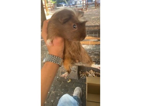 Guinea pig yavrudur alışkındır