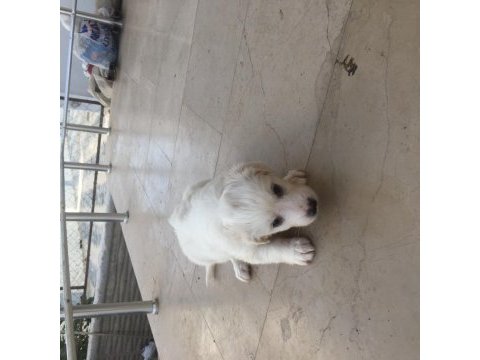 Maltipoo yavru 40 günlük