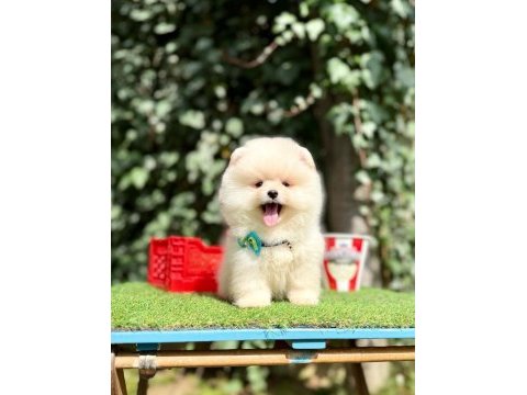 Teddy face ayıcık pomeranian yavrular