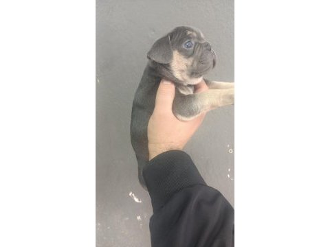 A kalite french bulldog yavrular