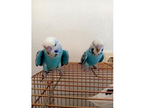 Jumbo çift yavrulu muhabbet kuşu