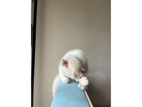 Tuvalet eğitimli 3.5 aylık scottish fold blue erkek