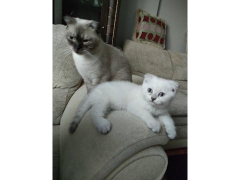 Scottish fold blue point