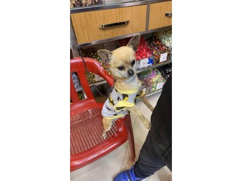 Chihuahua tüm aşıları tam full oyuncu