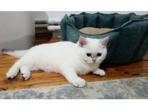 British shorthair golden point erkek
