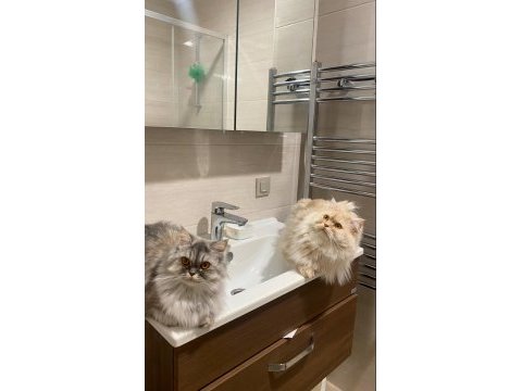 Erkek chinchilla kedisi
