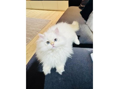 Saf kanlı british longhair yavru kedimiz