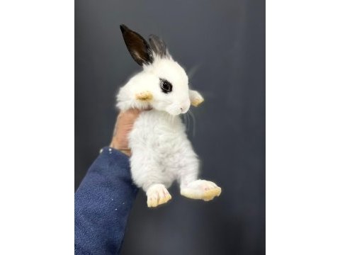 Mini mini tavşan yavruları