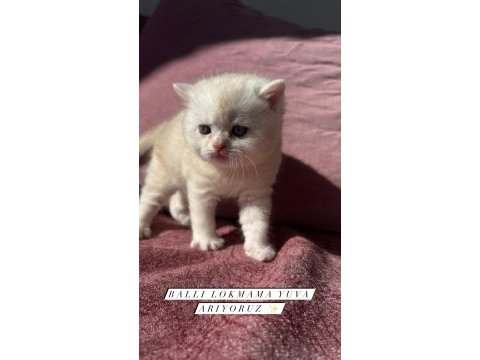 Orginal beyaz pamuk kedimize yuva arıyoruz
