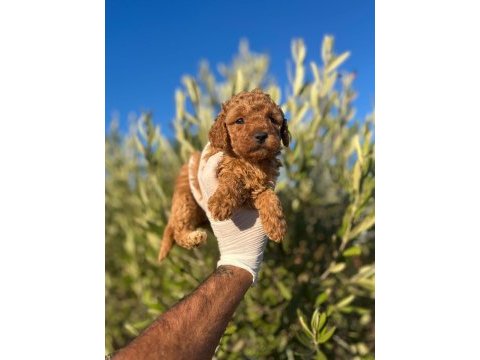 Toy poodle bebeklerimiz