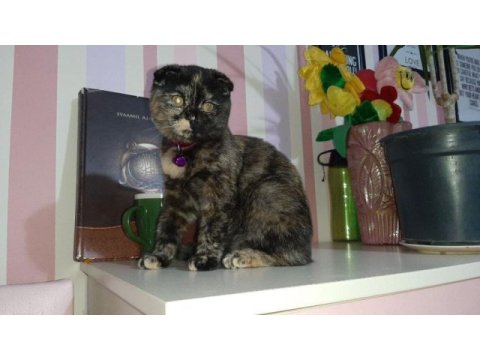 Scottish fold kedimizi sahiplendiriyoruz