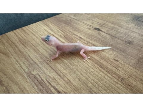 Evil crested ve leopard geckolar