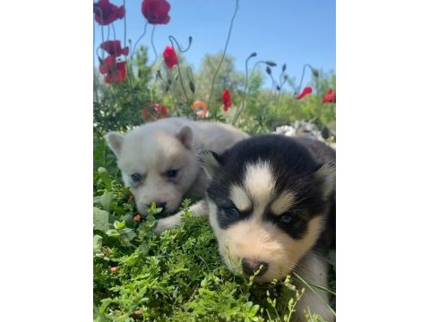 Anne altından yeni sütten kesilmiş safkan huskyler