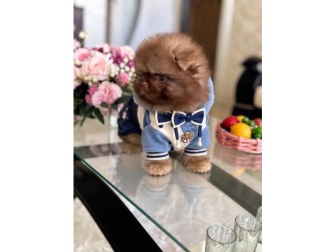 Çikolata tam ayıcık pomeranian boo