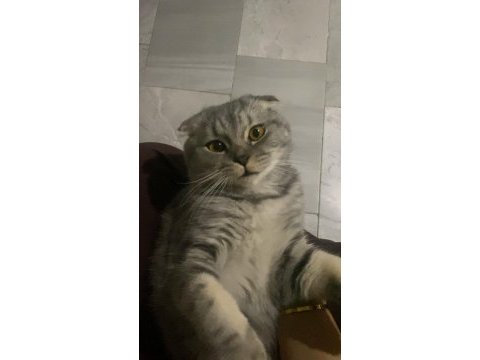 Scottish fold kedimizi çiftleştirmek