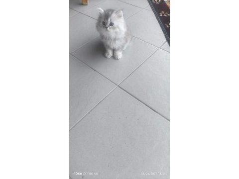 45 günlük dişi british longhair bebek