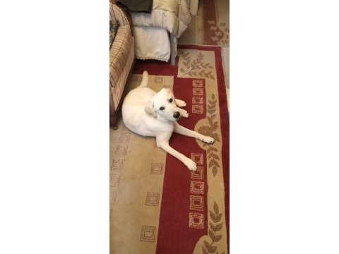 Safkan labrador