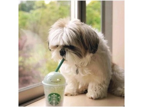 Shih tzu prenses sindi