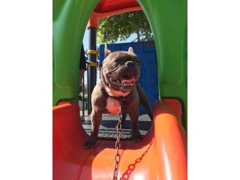 1,5 yaşında french bulldog
