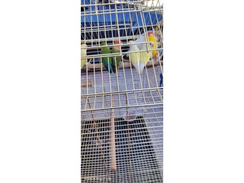 Erek dişi papağanlarımız mevcut