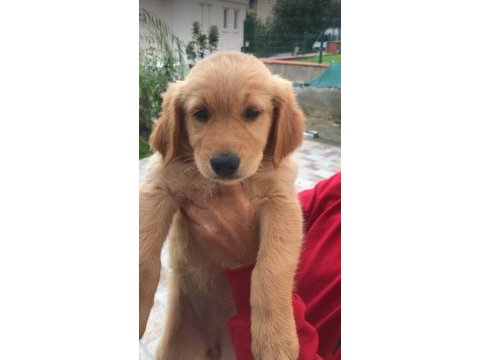 2,5 aylık golden retriever kızımız yeni ailesini arıyor