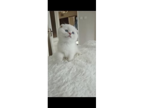 Scottish fold disi
