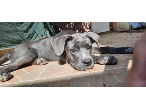A şecereli cane corso şampiyonlar soyundan son yavru