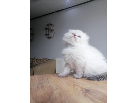 Scottish fold miniklerim yeni yuvalarına gitmeye hazırlar