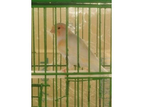 Hazır öter durumda al mozaik erkek kanarya