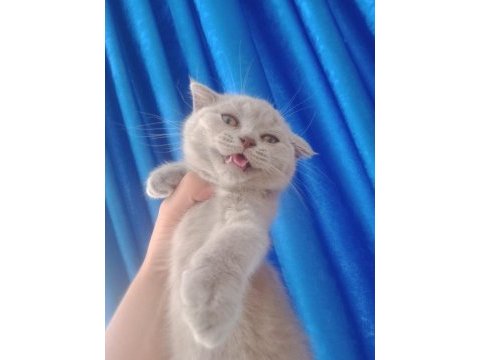 Scottish ve british shorthair bebişler uyguna!