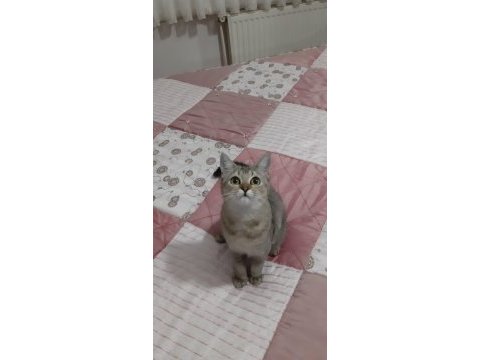 Black golden british shorthair fıstık