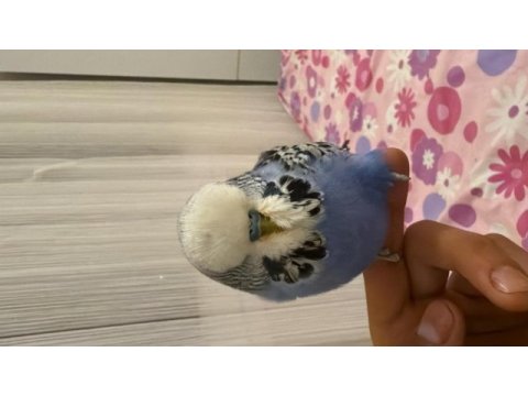 Çift muhabbet kuşu yuvalık ve 2 kafes ile verilecektir