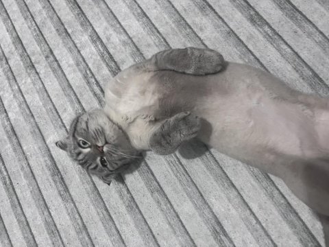Kedimiz scottish fold 11 aylık
