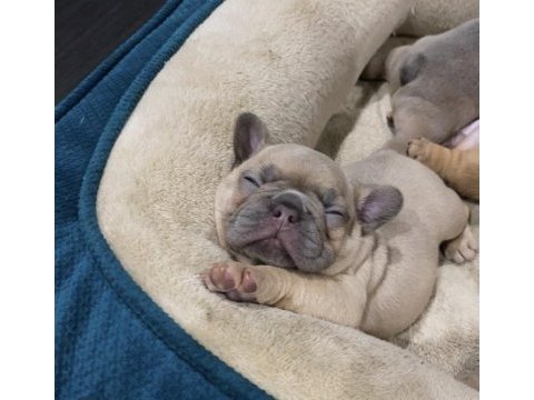 French bulldog devıçka kremovaya
