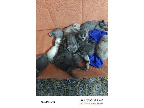 30 günlük kediler süt içiyor annelerden 9 adet var sadece