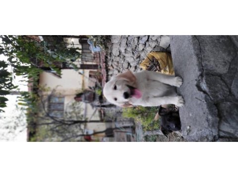 Golden retriever güzellikler