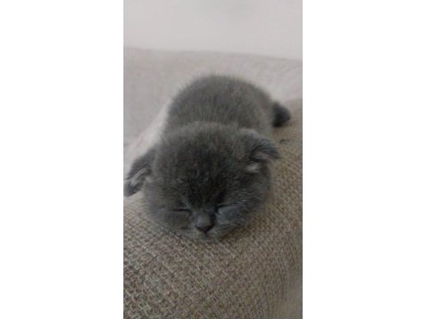 2 aylık sağlıklı hareketli scottish fold