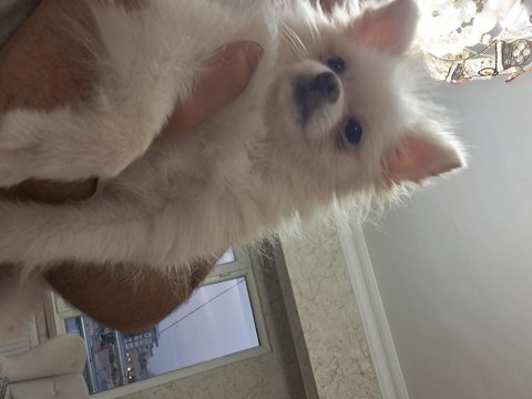 Mikro dişi 9 aylık kızana girmek üzere pomeranian
