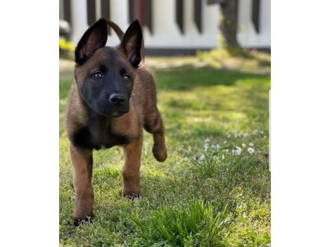 2 aylık belçika kurdu (malinois) yavrularım