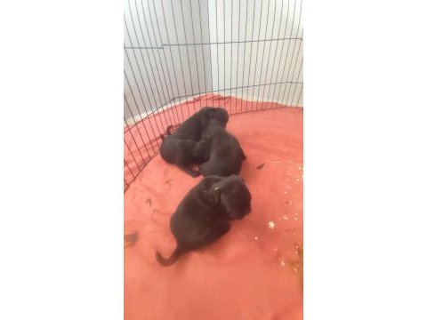 Siyah pug yavrumuz