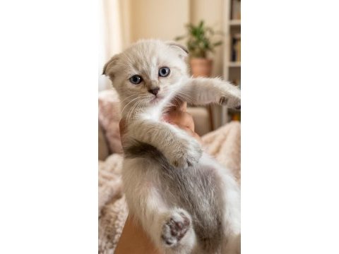 Şampiyon scottish fold güzeller